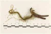 鞭枝懸蘚藏品圖，第1張