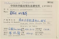 四川懸蘚藏品圖，第2張