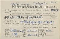 鞭枝懸蘚藏品圖，第2張