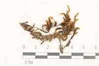 登錄號:B00007199藏品圖，第1張