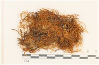 登錄號:B00007200藏品圖，第1張