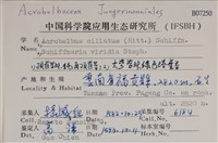 鈍角頂苞苔藏品圖，第2張