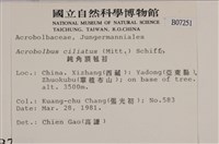 鈍角頂苞苔藏品圖，第2張