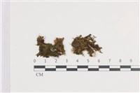 鈍角頂苞苔藏品圖，第1張