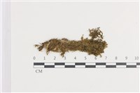 鈍角頂苞苔藏品圖，第1張