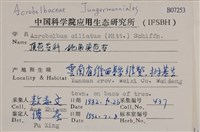 鈍角頂苞苔藏品圖，第2張