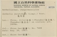 兔耳苔藏品圖，第2張