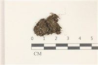 兔耳苔藏品圖，第1張