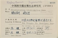 睫毛苔藏品圖，第2張