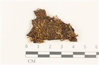 睫毛苔藏品圖，第1張