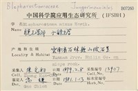 小睫毛苔藏品圖，第2張