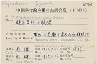 小睫毛苔藏品圖，第2張