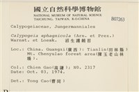 沼生護蒴苔藏品圖，第2張