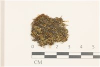 沼生護蒴苔藏品圖，第1張