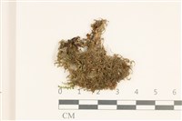 沼生護蒴苔藏品圖，第1張