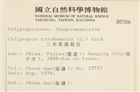 三角葉護蒴苔藏品圖，第2張