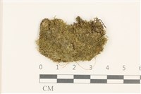 三角葉護蒴苔藏品圖，第1張