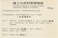 三角葉護蒴苔藏品圖，第2張