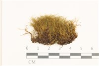 三角葉護蒴苔藏品圖，第1張