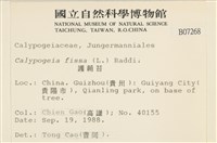 護蒴苔藏品圖，第2張