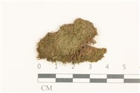 護蒴苔藏品圖，第1張