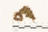護蒴苔藏品圖，第1張