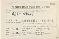 三角葉護蒴苔藏品圖，第2張