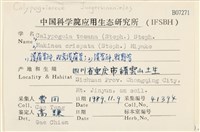 雙齒護蒴苔藏品圖，第2張