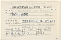 鈍葉護蒴苔藏品圖，第2張