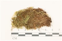 護蒴苔藏品圖，第1張