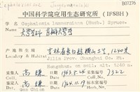 直瓣大萼苔藏品圖，第2張