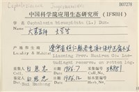 大萼苔藏品圖，第2張