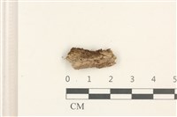 大萼苔藏品圖，第1張