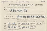 鈍瓣大萼苔藏品圖，第2張