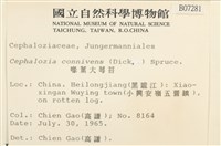 喙葉大萼苔藏品圖，第2張