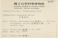 大萼苔科藏品圖，第2張