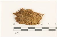 大萼苔科藏品圖，第1張