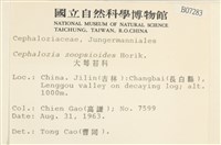 大萼苔科藏品圖，第2張