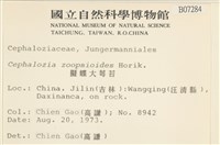 大萼苔科藏品圖，第2張