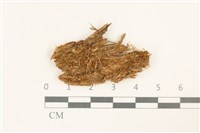 大萼苔科藏品圖，第1張