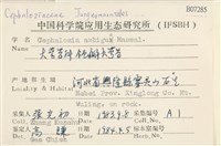 鈍瓣大萼苔藏品圖，第2張