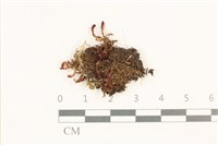 曲枝大萼苔藏品圖，第1張