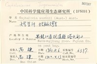 短瓣大萼苔藏品圖，第2張