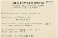 擬短瓣大萼苔藏品圖，第2張