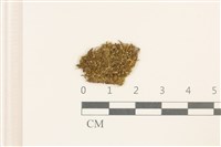 直瓣大萼苔藏品圖，第1張