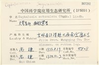 曲枝大萼苔藏品圖，第2張