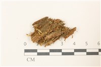 曲枝大萼苔藏品圖，第1張