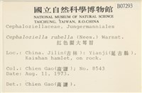 紅色擬大萼苔藏品圖，第2張