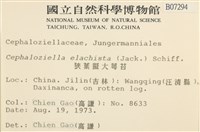 狹葉擬大萼苔藏品圖，第2張