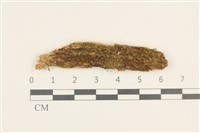 狹葉擬大萼苔藏品圖，第1張